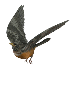 Robin in Flight